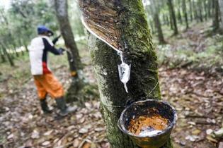 Tingkatkan Kualitas UPPB di Bengkalis, Dinas Perkebunan Gelar Studi Banding Ke Kuansing